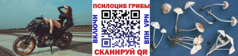 закладки  Семикаракорск  Псилоцибиновые грибы мухоморы 